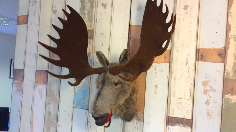 We have a new recruit here at Torchbox for Christmas, not Santa but Manuel the moose!You can view Manuel live on our moose-cam at http://moose.torchbox.com/.And, if you have a seasonal message for us, tweet it with the hashtag #tbxmoose and Manuel the moose will deliver it in his own special way!Not on Twitter? You can still send Manuel a message, use the link at the bottom of the page. And, you can find out how we made Manuel at http://moose.torchbox.com/#making-of.Merry Christmas and best wishes for 2013!Love from all of us at Torchbox
