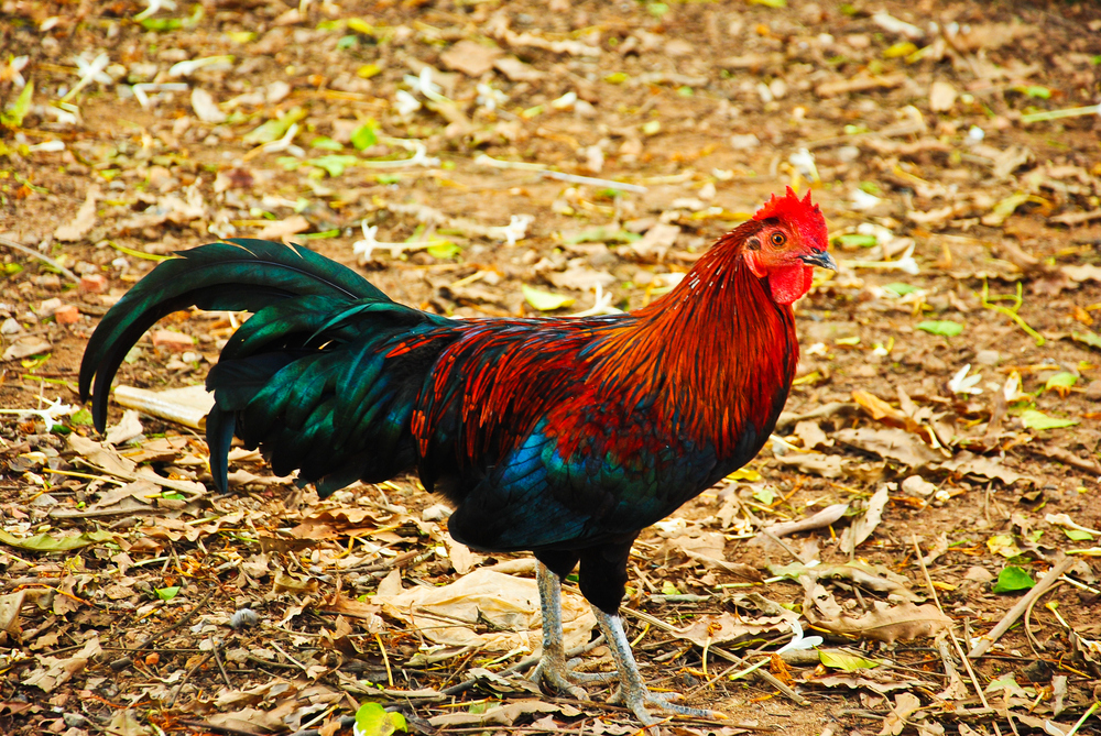 In 1806, a hen in Leeds, England, began laying eggs that said "Christ is coming." This implied the Second Coming of Christ and the end of the world as we know it, however, the hen was discovered to be a hoax. The perpetrator wrote in acid on the eggs and then reinserted them into the hen. Historians are still trying to decide whether the victims of the hoax, or the hen had it worse during the ordeal.