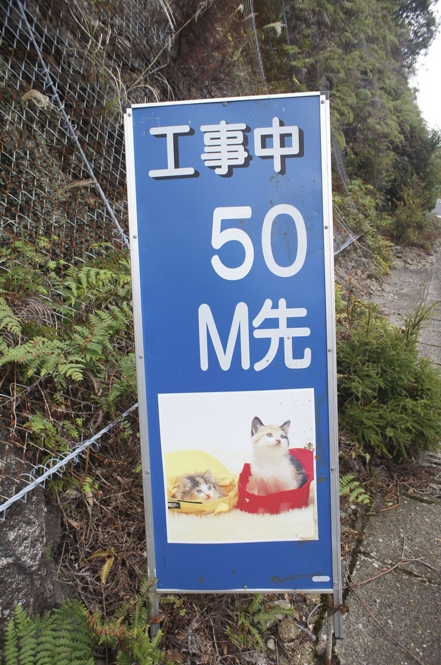 Caution: construction kitties 50 meters ahead.