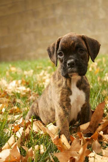 21 Irresistible Boxer Puppies To Celebrate Boxing Day