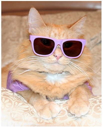 101 Cats Wearing Sunglasses