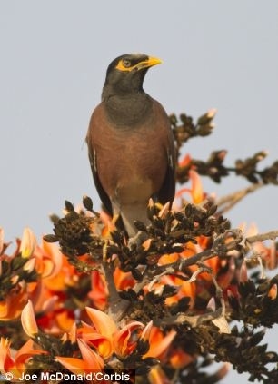 "Not a pretty polly: Chinese myna bird placed under house arrest for shouting 'f*** you' at visitors to zoo"