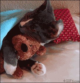 cat hugging stuffed animal