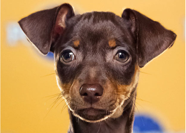 This miniature pinscher is known for her tough demeanor on the field as well as her penchant for belly rubs.