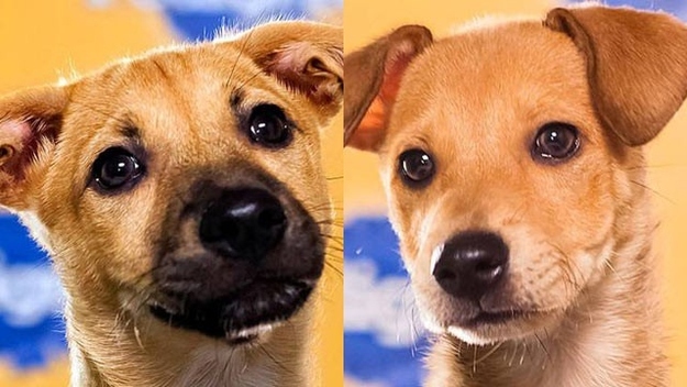 "We are in official countdown to Puppybowl IX starring our very own sato pups Biscuit and Butterscotch! Born on Dead Dog Beach and now slated for superstardom these little angels are confirmed in the starting line up! . We want to raise awareness of these very special dogs. So please share, tell your friends and like! We want a Puerto Rican Sato as MVP this year!" The Sato Project"Biscuit and Butterscotch will be in the starting lineups of the Puppy Bowl on Superbowl Sunday, a yearly Animal Planet event that features 63 rescue dogs playing football in a mini arena complete with hedgehog cheerleaders and a kitten halftime show.The purpose of the 3 p.m. Puppy Bowl is to give national exposure to the rescue organizations and animal shelters that provide the participants. This is its ninth year." Read more at ABC News