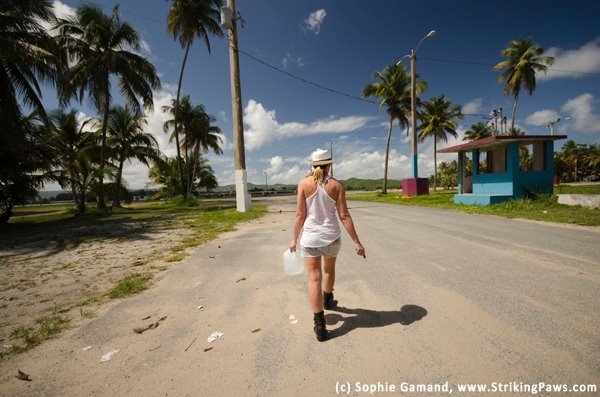 "The Sato Project is dedicated to rescuing abandoned & abused dogs from Puerto Rico. We have been working to make change on Dead Dog Beach for the past 6 years. You can donate directly to our efforts at http://thesatoproject.org/donate/ "