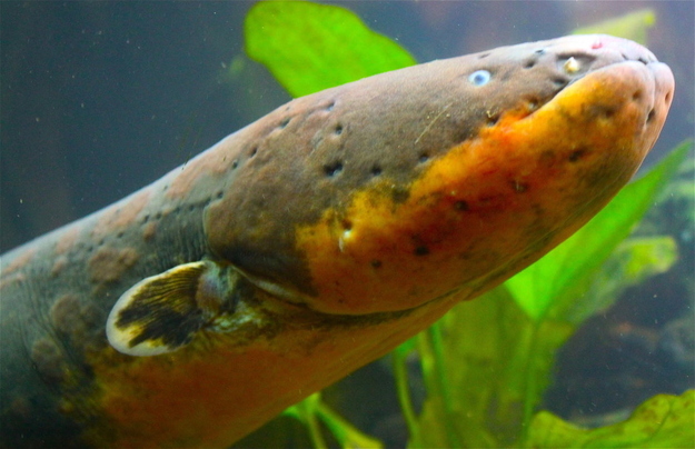 Nothing some good old-fashioned electroshock therapy won't fix. Let's just get you settled into this tank of electric eels.