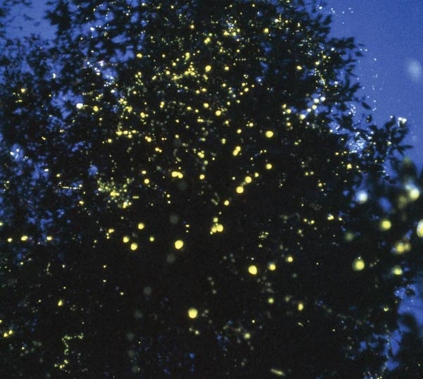 Fireflies might look like boring little brown bugs in the daylight, but they can go phsyco-cool at night. Their lights come in green, blue, and red, and they sometimes group together to perform their carefully coordinated mating linedance.