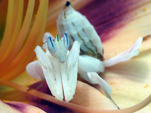 Like the crab spider, the orchid mantis hides in (surprise!) orchids to prey on unsuspecting insects who were just passing by to smell the flowers.