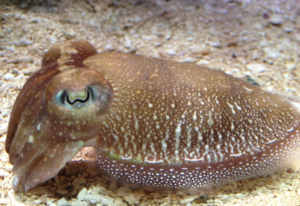 They change color Marine scientists believe they use light to blend into or stand out from their surroundings by using tiny sensors all over their skin that help them change color without sending messages to the brain. Exactly how it works is still a mystery. See video of color-changing cuttlefish