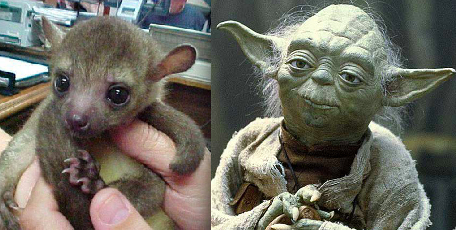 Baby animals, any excuse good!