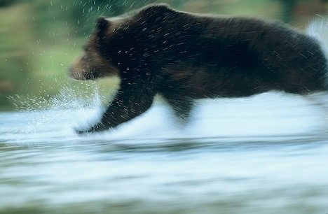 Here is a bear outrunning a camera's clarity.