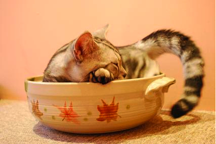 The ears are perked, the tail is arched. You must wait a bit more for the cat to become soft and mushy.