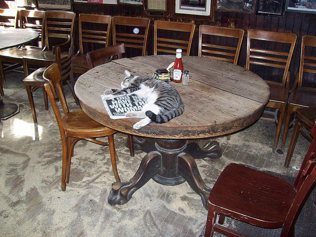 "It's a fact that cats, and hell, even dogs, are cleaner than most humans," sighed Minnie from McSorley's Ale House. "So why can't we be allowed in diners?" Minnie, an excellent mouser, says she will reverse the animal ban her first day in office.