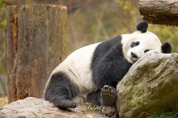 Pandas spend most of their time lying around and eating. A best friend should encourage you to get off your ass. Otherwise it's moscato and Batman: The Animated Series all day.