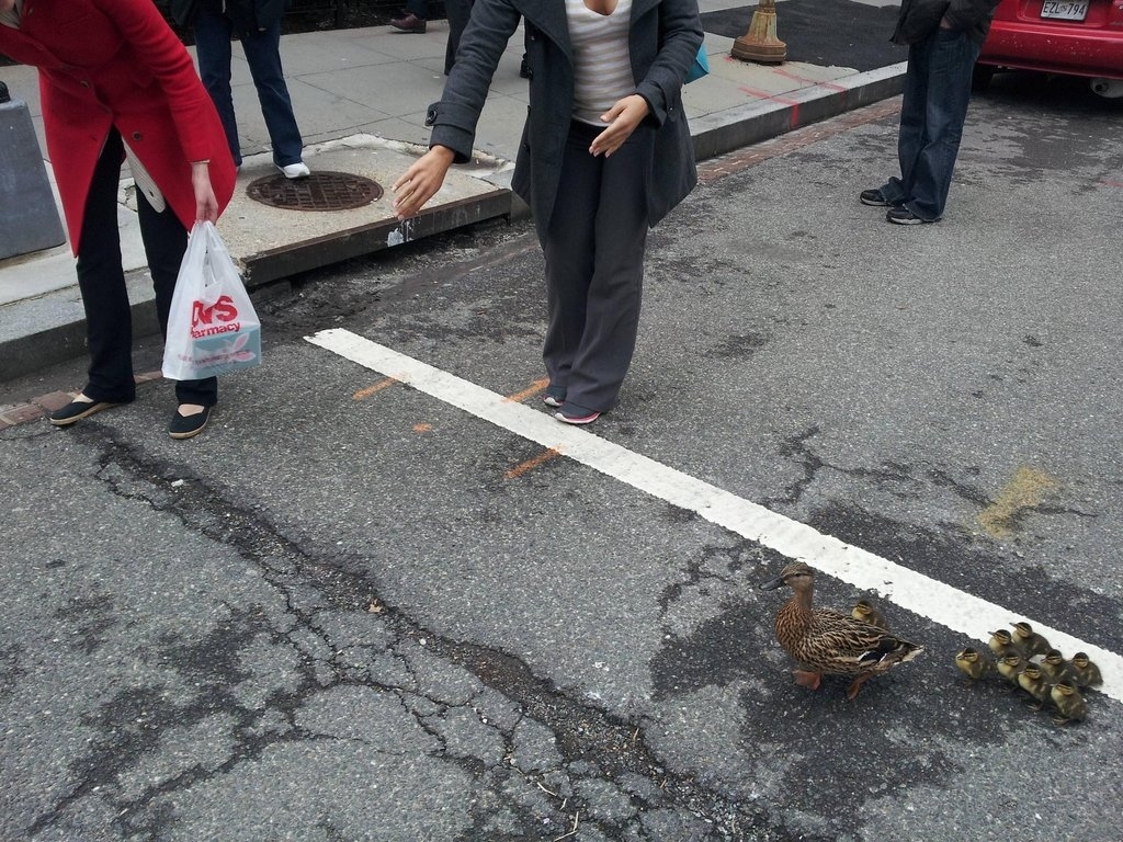 The duck family was restless, so the crowd had to take action to ensure the duck family's safe escort.