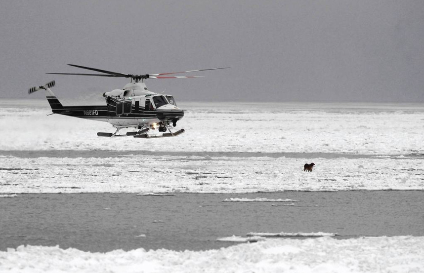 Chicago firefighters attempt to rescue the dog that had been running along the ice far into Lake Michigan by helicopter.