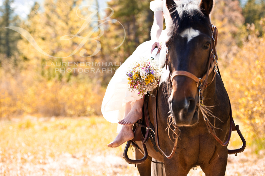 "Charly" is a US Marshall and a parade horse owned by The Bridal Loft