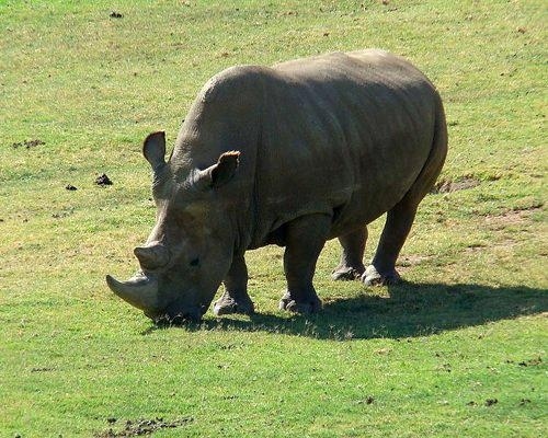 These magnificent beasts have been completely wiped out in the wild by poachers; only 7 remain in captivity.