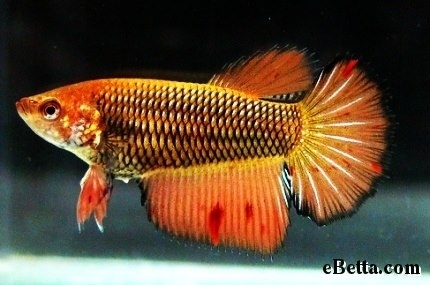 A male bi-colored plakat.