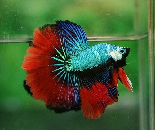 A multicolored male dragonscale halfmoon.