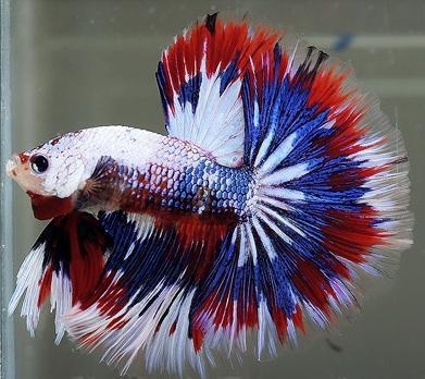 A male tri-colored dragonscale halfmoon.