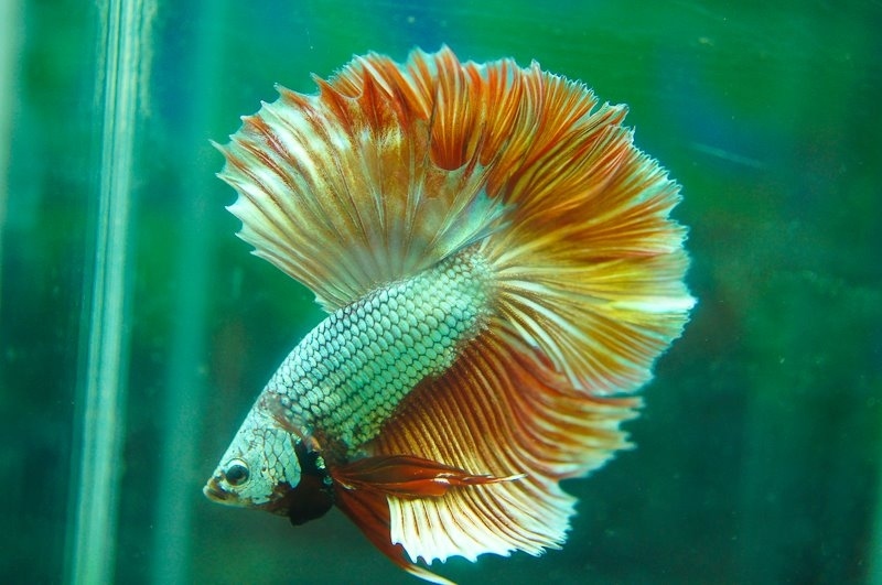 A dragonscale bi-colored rosetail.
