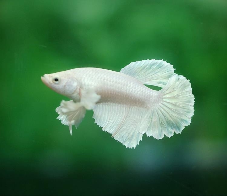 A female dragonscale halfmoon.