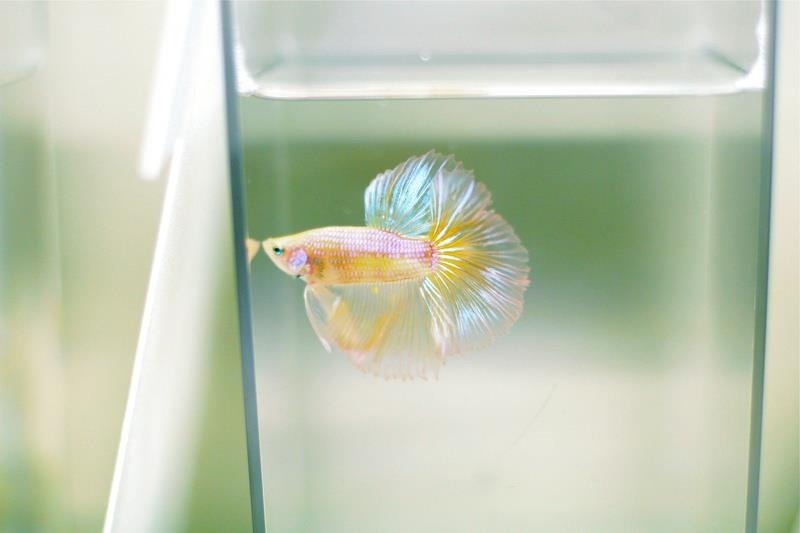 A male pastel halfmoon.
