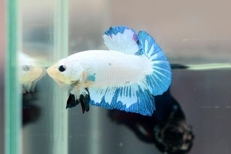 A male dragonscale plakat.