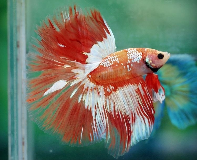 A male bi-colored over-halfmoon.