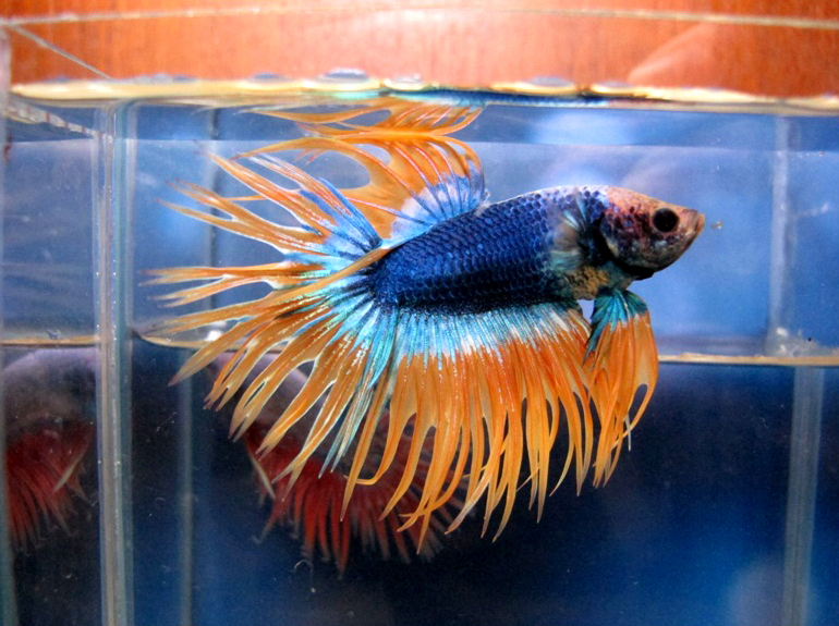 A male bi-colored crowntail.