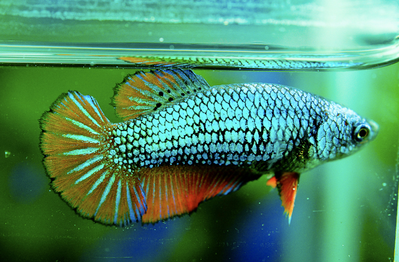 A female bi-colored dragonscale halfmoon.