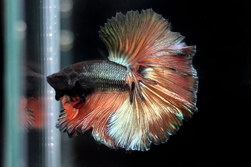 A male bi-colored copper halfmoon.