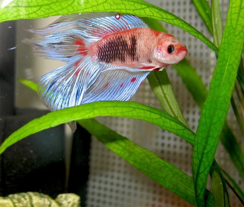 A fancy male doubletail.