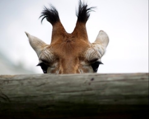 Baby Giraffes Give Life Advice