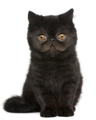 ...will stare at you like a creep.