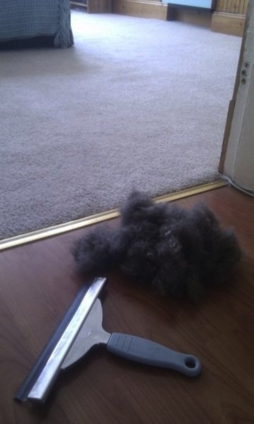 Get pet fur off a carpet or furniture with a window squeegee.