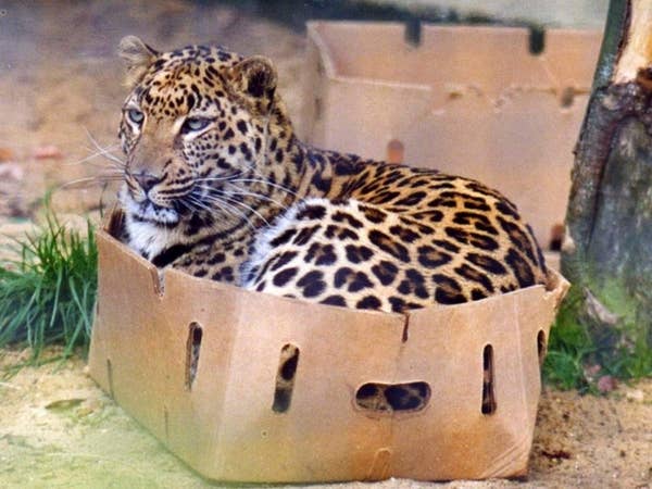 13 Reminders That Big Cats Are Basically House Cats