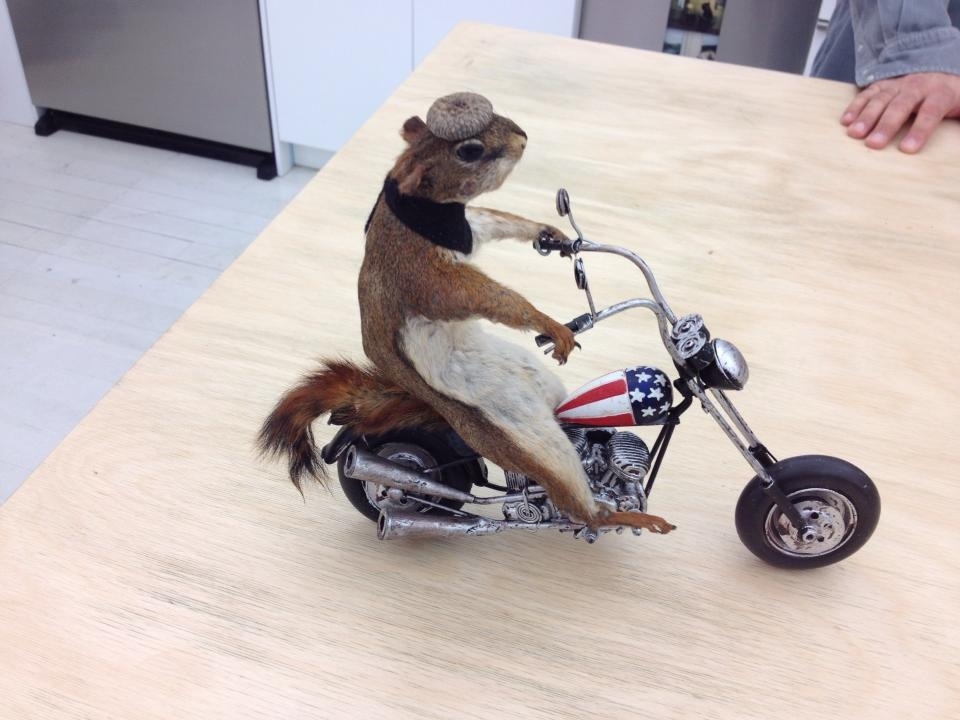 This badass squirrel goes nuts for an afternoon joyride. Heh...nuts.(By the way, his name is Wyatt.)
