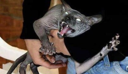 The mysterious shenanigans legit drives Chester insane, and he is prescribed cat therapy to help him cope. No one (we can be honest here, guys...) likes cats, but seriously? Just wrong.