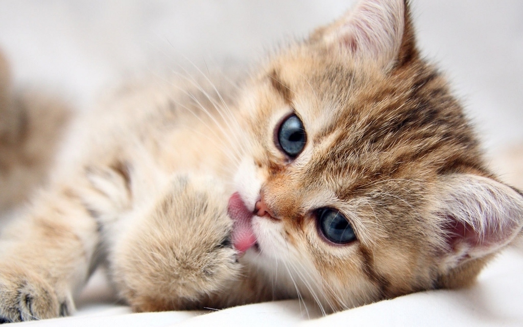 Such a Cute Kitty
