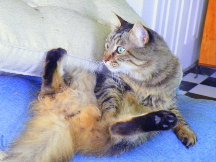 You want me to do what?! (Lu Anne Herman's cat Sherlock)