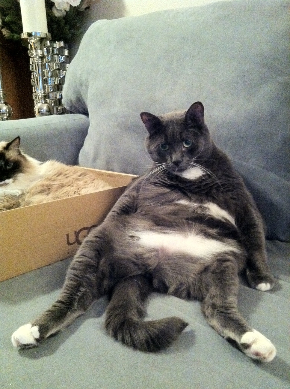 I feel a little strange with that girl cat in the box staring at me like that. (Feline Fancies' Wilbur)