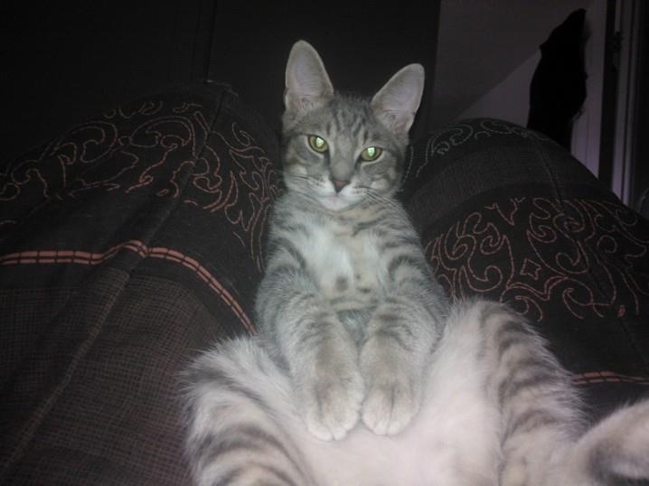 But I'm shy. (Katelyn Yates' cat Penalty)