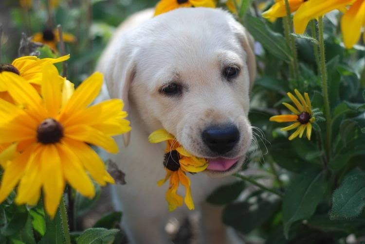 31 Puppies Relieved For Spring