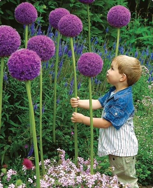 Plant a bunch of these giant allium flowers.