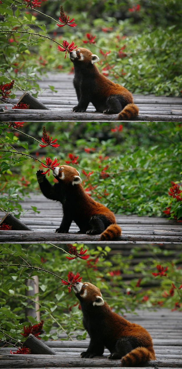 Animals March Madness, Round 2: Red Pandas Vs. Foxes