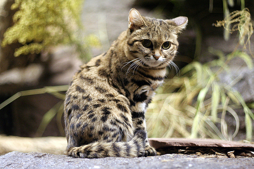 You can find them roaming the wild in South Africa, Namibia, and Zimbabwe.