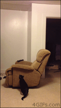 Is blasting off for truth, justice, and the feline way.